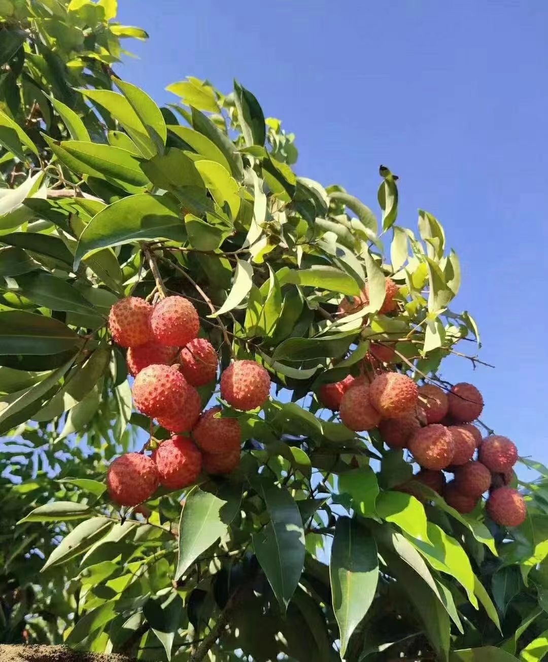 饶平桂味荔枝 桂味新鲜上市 贵味荔枝 清甜细核 果树现摘