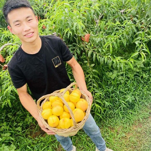 蒙阴县黄金黄桃  蒙阴天蒙黄金无毛油桃超脆甜新鲜水果当季现摘整箱5斤包邮桃子