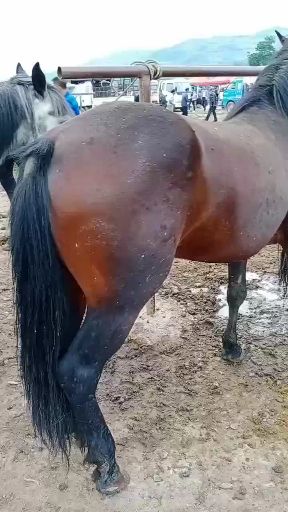 甘肃肉马，马驹身体都很强壮身宽体长腿粗发育成长快低抗力强要就