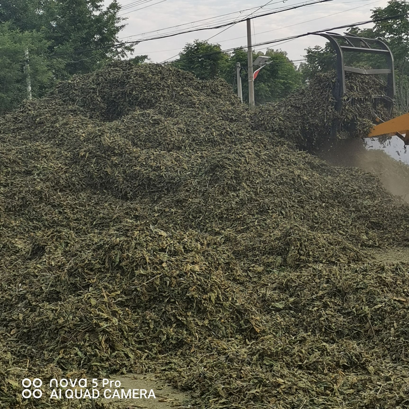 青桑叶优质桑叶