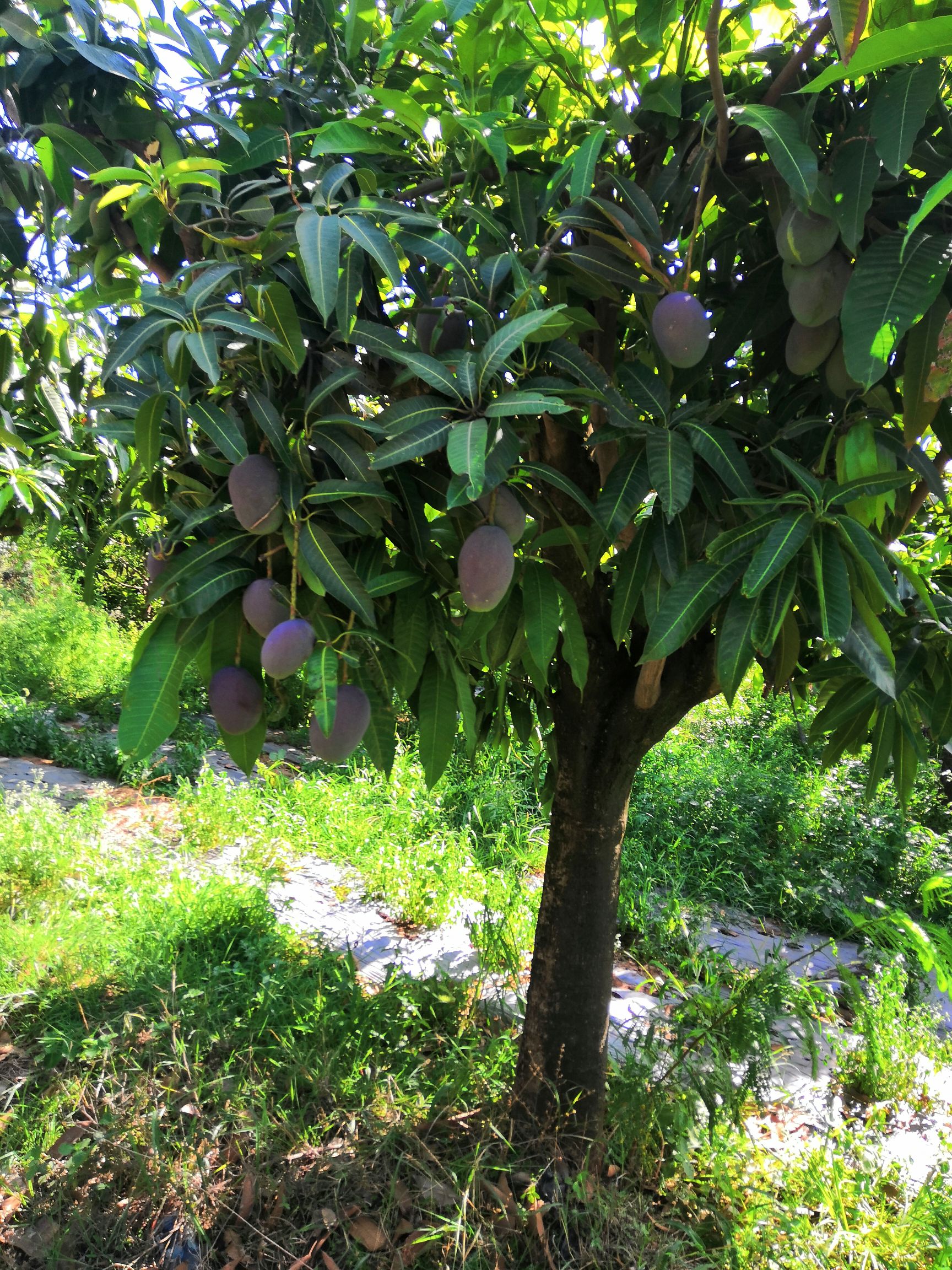 凯特芒果无套袋