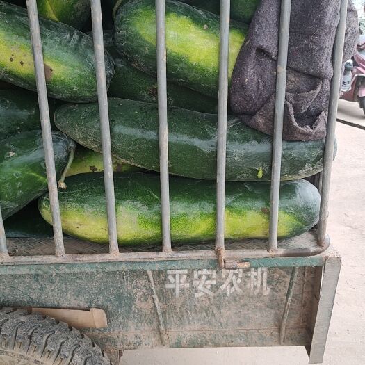嘉鱼县地冬瓜