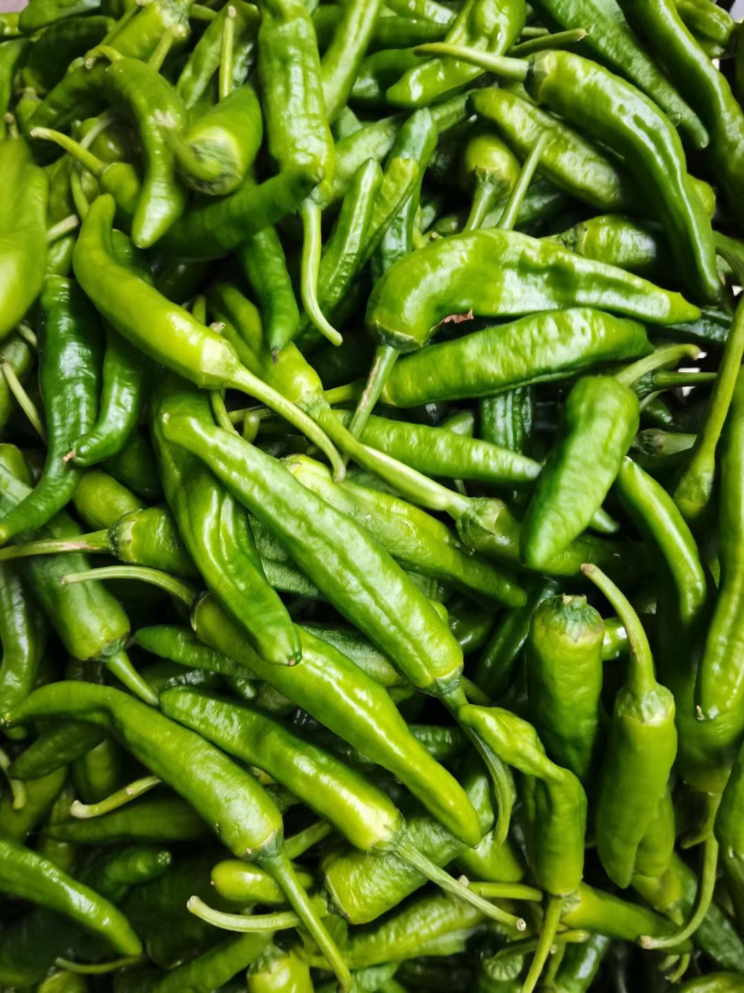 樟树港辣椒，樟树特产，湖南特产，生态椒，精品椒