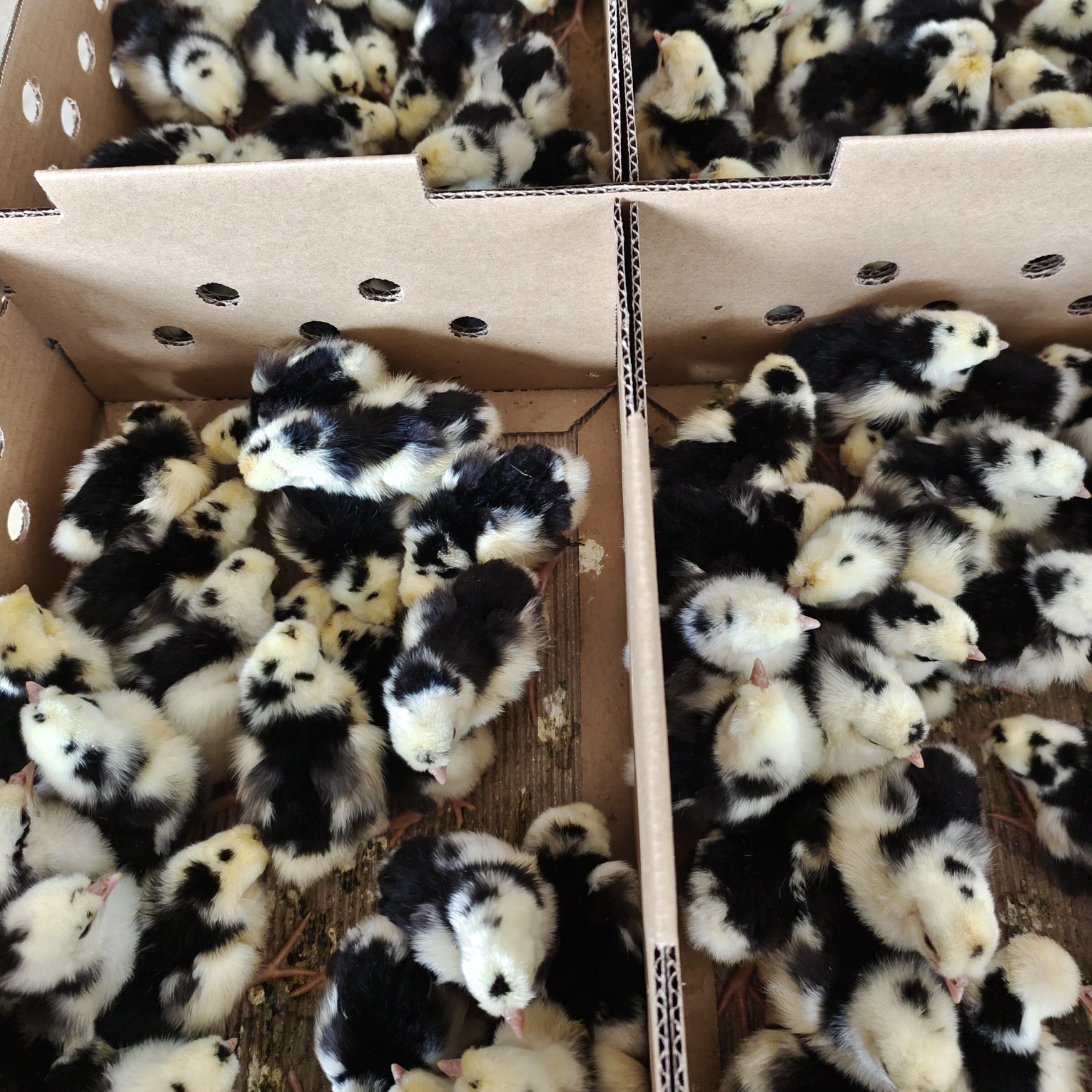 贵妃鸡苗 京葱贵妃鸡苗 出厂做好疫苗 运输包存/活