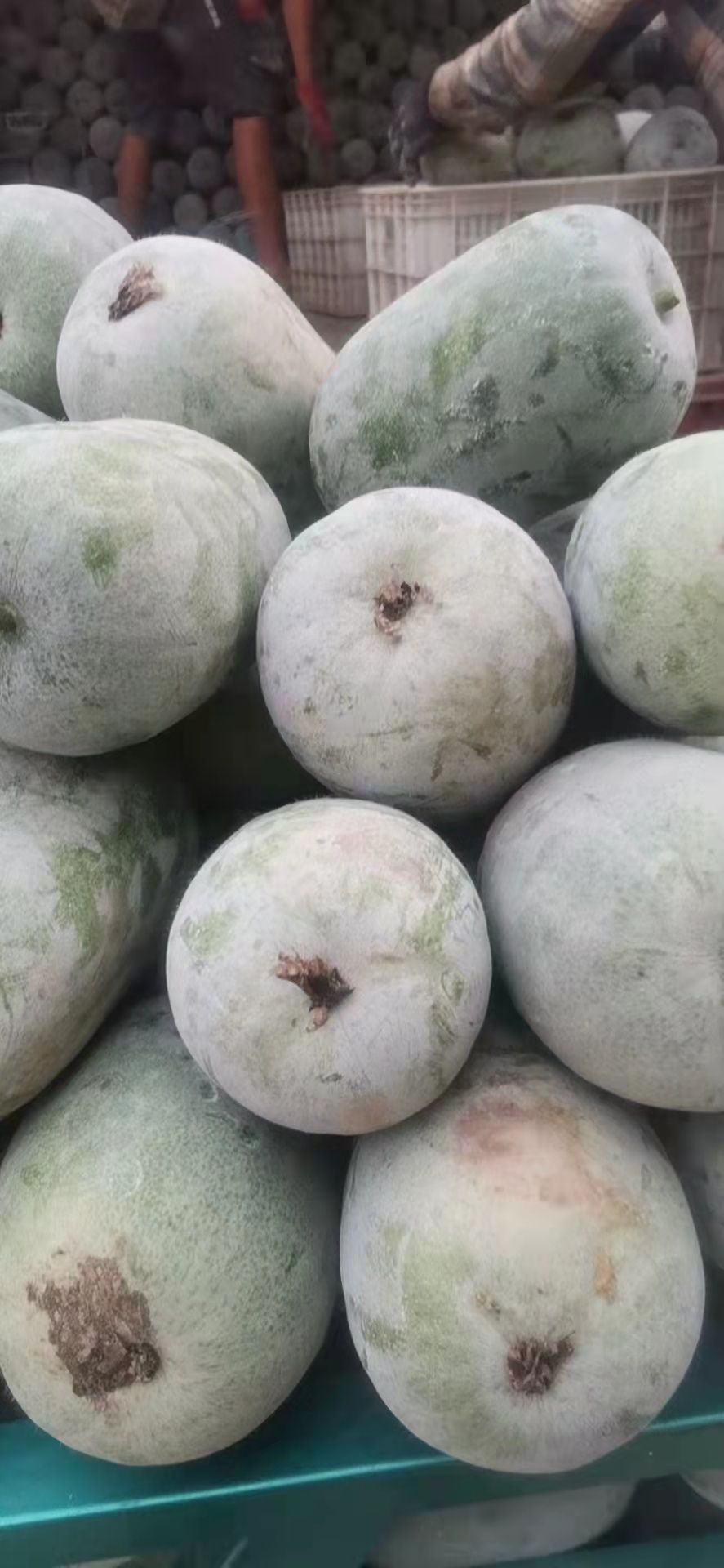 白皮冬瓜 郑州中牟水果冬瓜上市