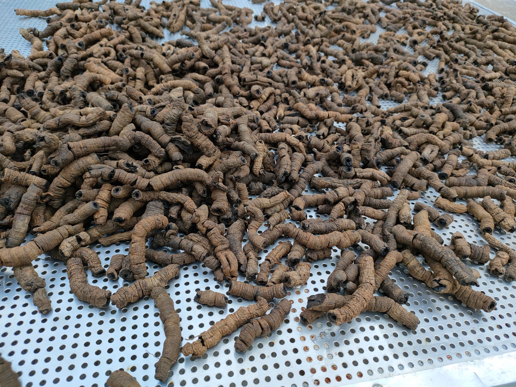 优质巴戟中药材根茎类广东云浮郁南县产地直发