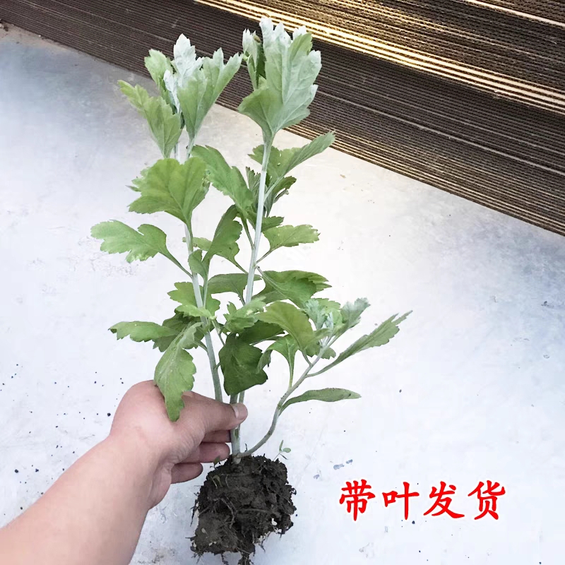 艾草苗  宛艾品种五尖大叶艾苗产量高出绒率高下单包邮包种植全
