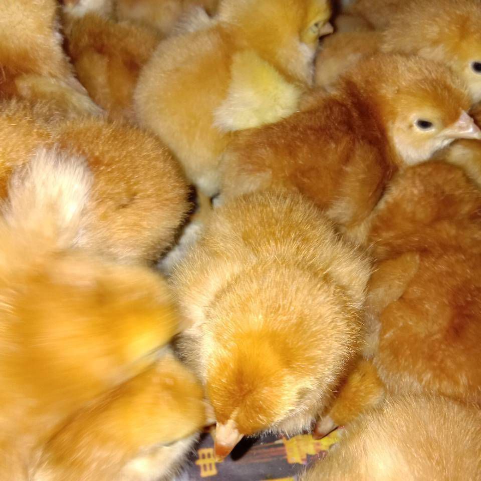  快大黄鸡苗，快大型肉鸡苗，（90天公8斤母6斤），质量保证