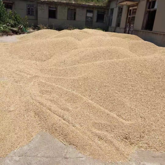 诸城市白麦 成熟小麦找买主