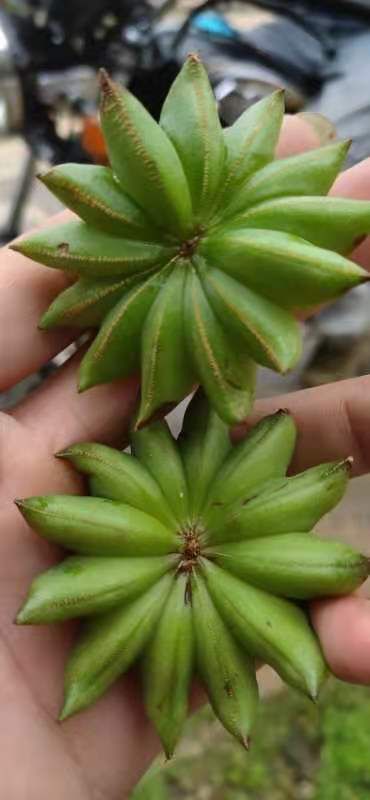 八角树苗  藤县古龙镇大红八角嫁接树苗。高产矮化，结果早。产地直销