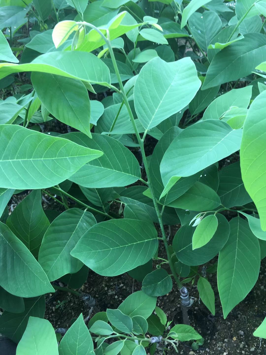 释迦果苗 凤梨释迦