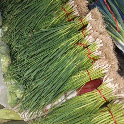 张掖 白根蒜苗2万斤出售