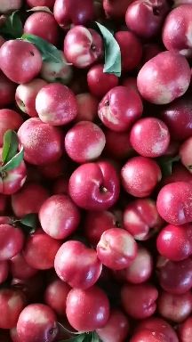 中油16、18油桃 产地直供代发代收