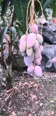 贵妃芒  攀枝花本地红贵妃 大 中 小果 果肉细腻