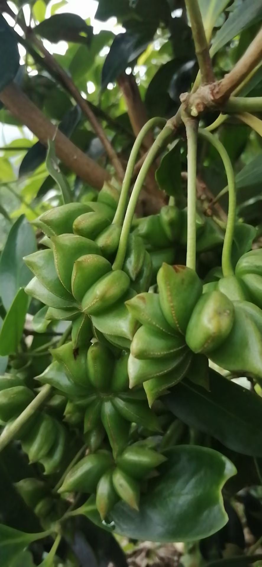 八角树苗  藤县古龙镇大红八角嫁接树苗。高产矮化，结果早。产地直销