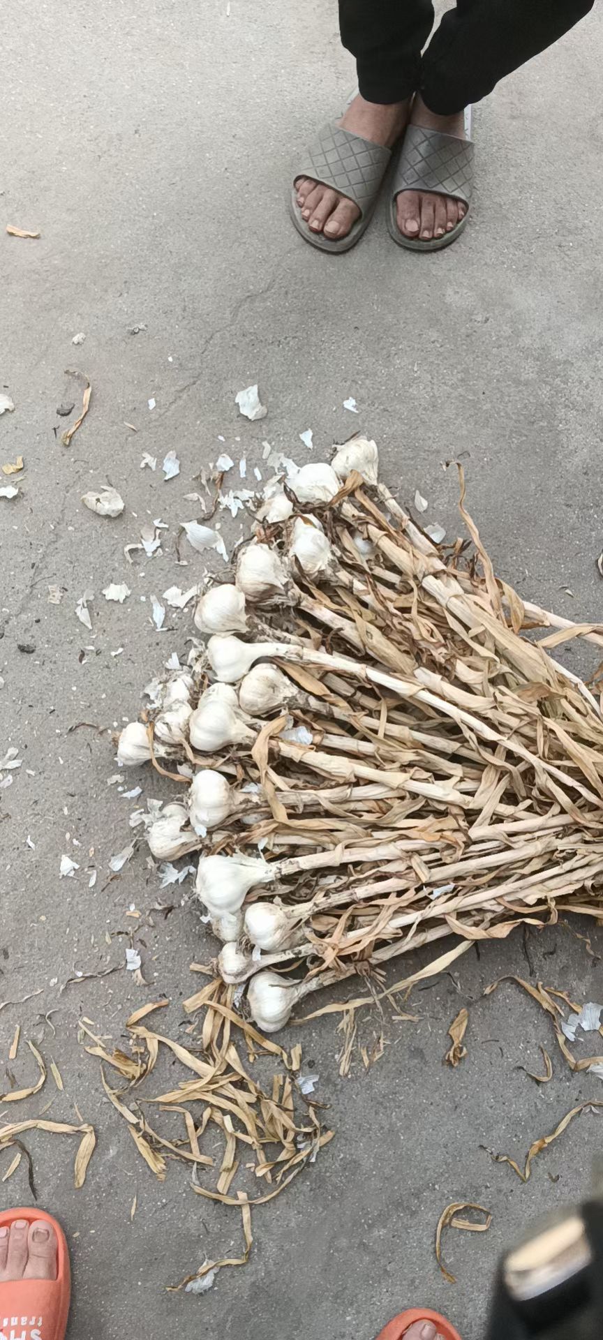 大蒜种子 四六瓣蒜种，蒜头，川蒜射阳蒜