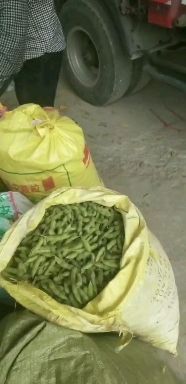 毛豆荚  翠绿宝