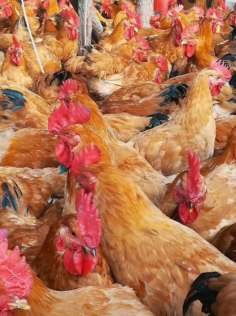  快大黄鸡苗，快大型肉鸡苗，（90天公8斤母6斤），质量保证