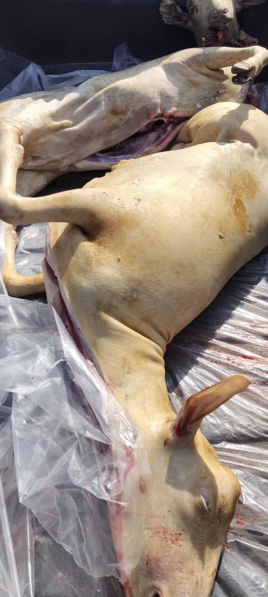 白条羊  正宗放山吃草黑山羊，需要赶紧下手，