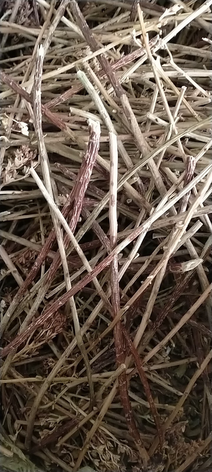 景天三七