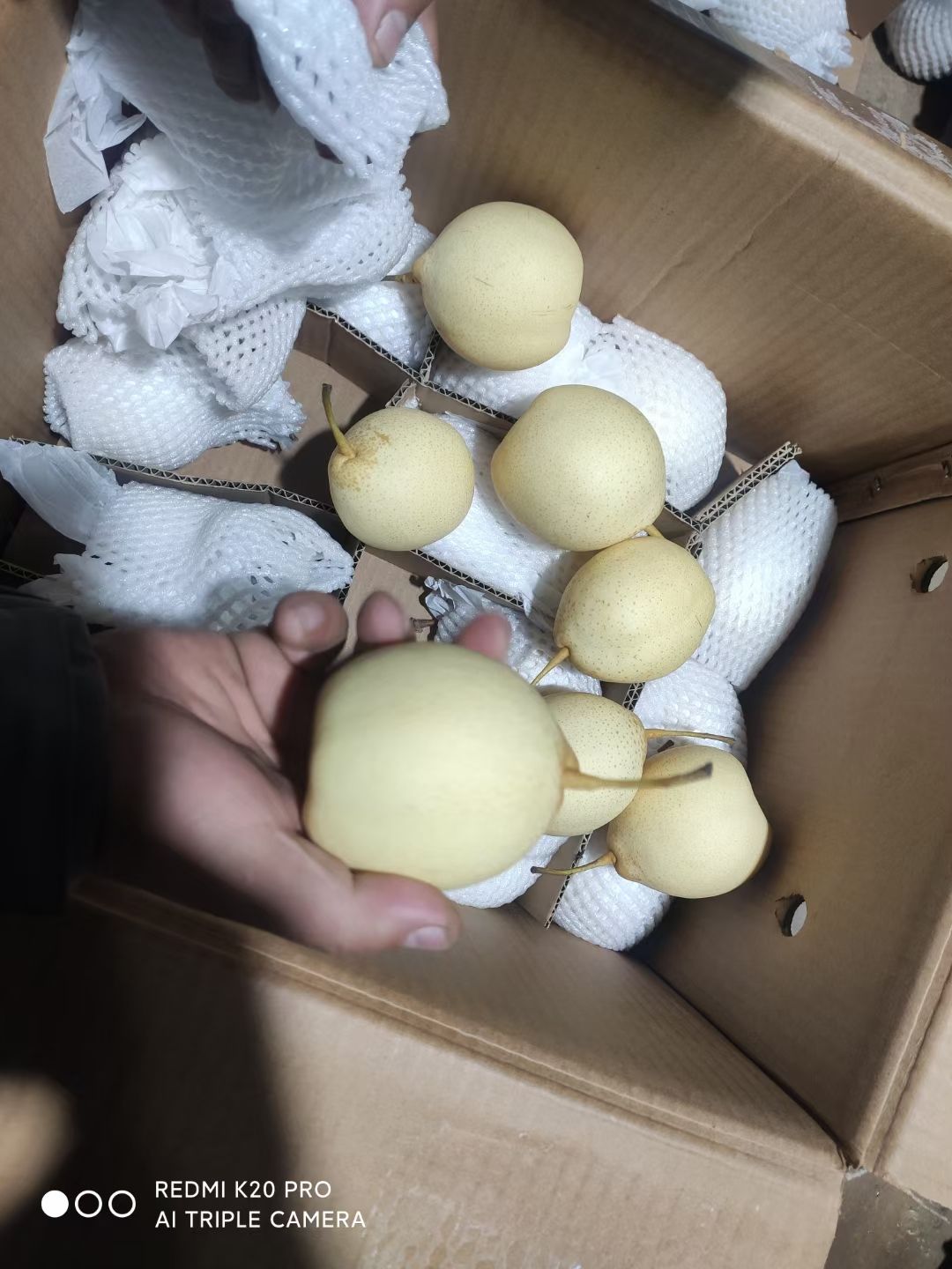 水晶梨 赵县产地  脆甜可口 货源充足 发货快