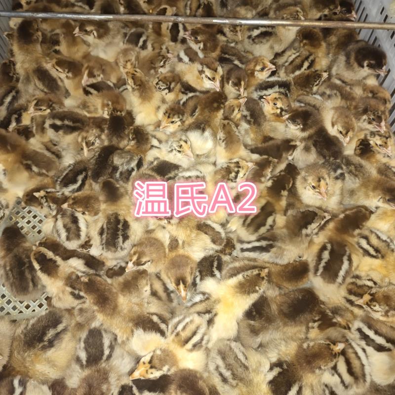 青脚麻鸡苗批发，鸡苗批发，土鸡苗批发