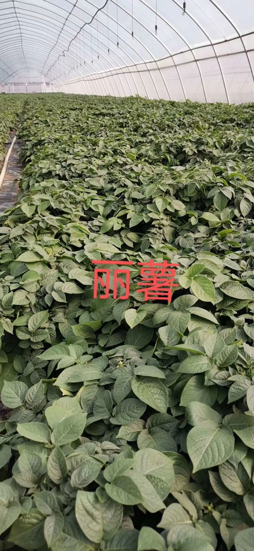 荷兰5号土豆种子 好棚才能育出好种薯