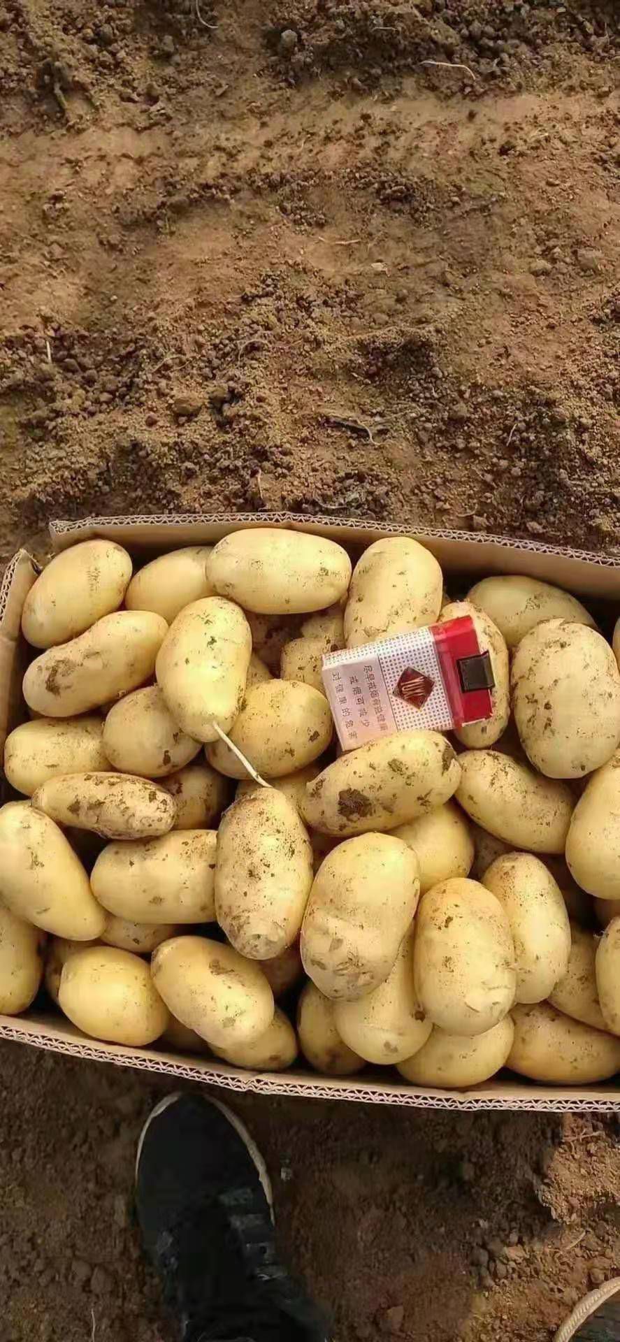 大白花土豆  土豆。
