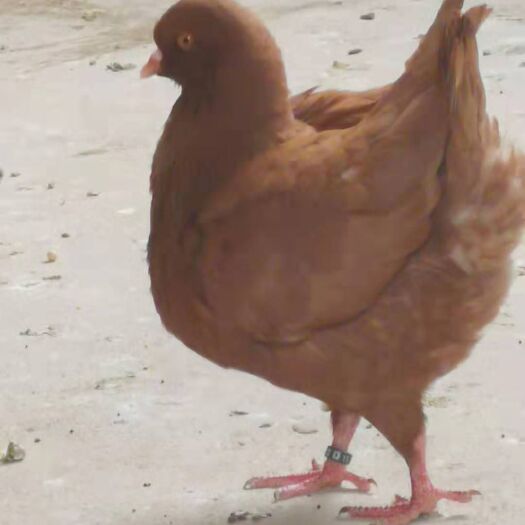 郸城县摩登娜鸽 圆环