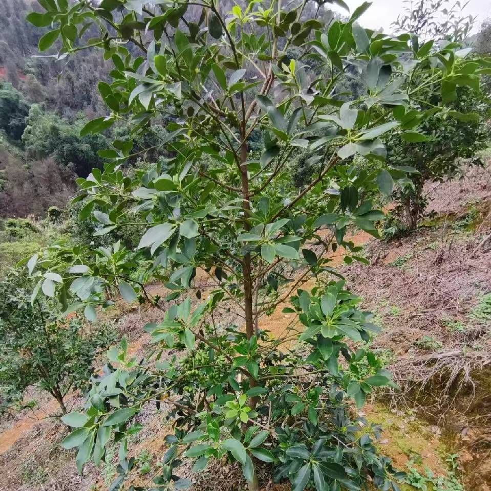 八角树苗  藤县古龙镇大红八角嫁接树苗。高产矮化，结果早。产地直销