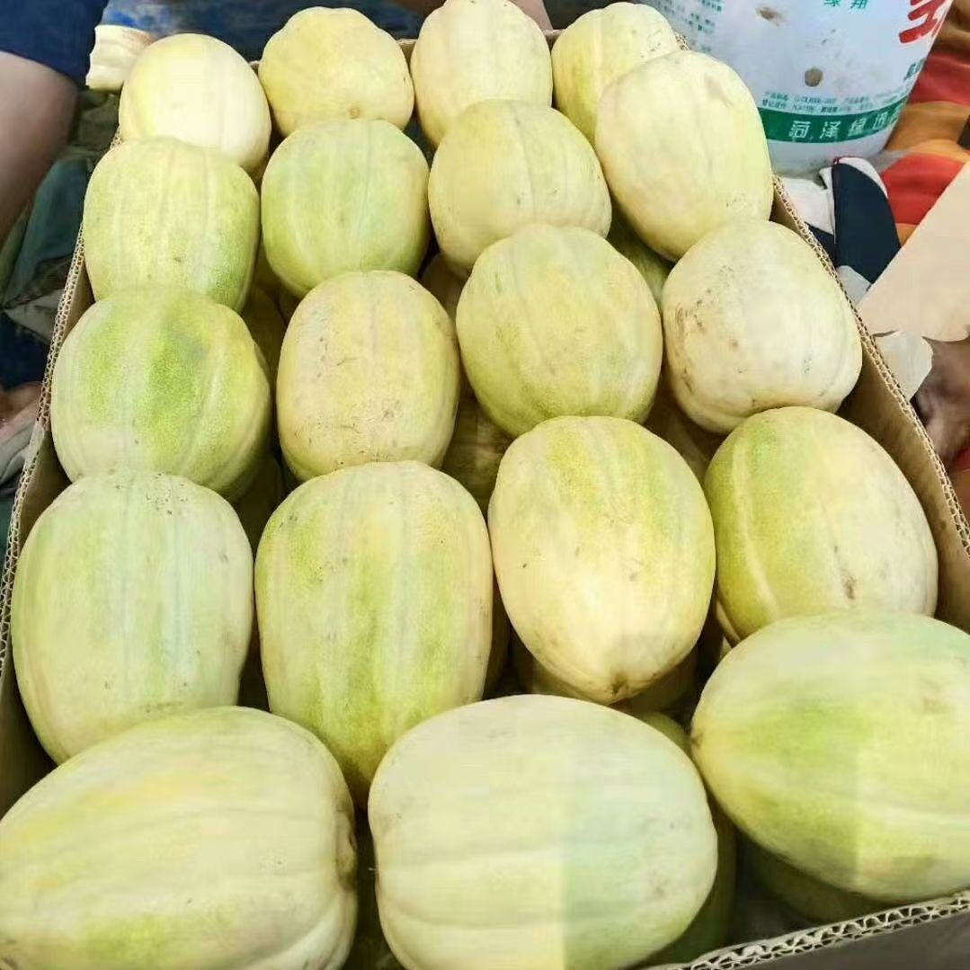  忻州陆地香瓜。甜瓜