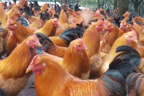  快大黄鸡苗，快大型肉鸡苗，（90天公8斤母6斤），质量保证