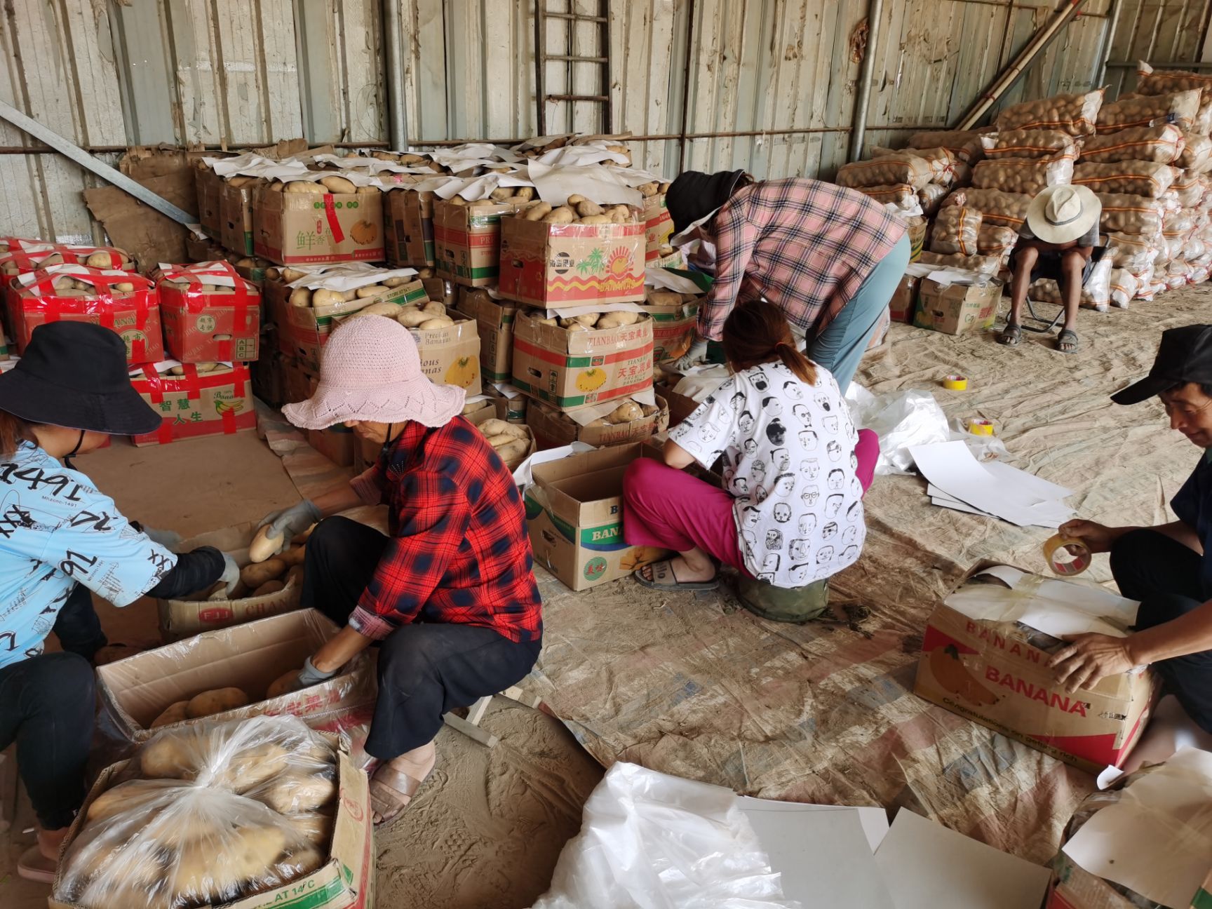 黄心土豆 何兰15：大个头供应每天50吨