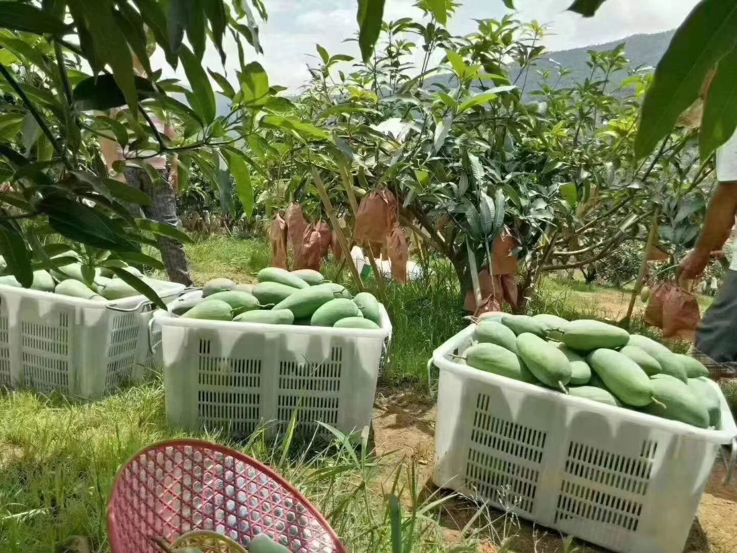 云南高原椰香贵妃金煌鹰嘴凯特圣心品种齐全一件代发