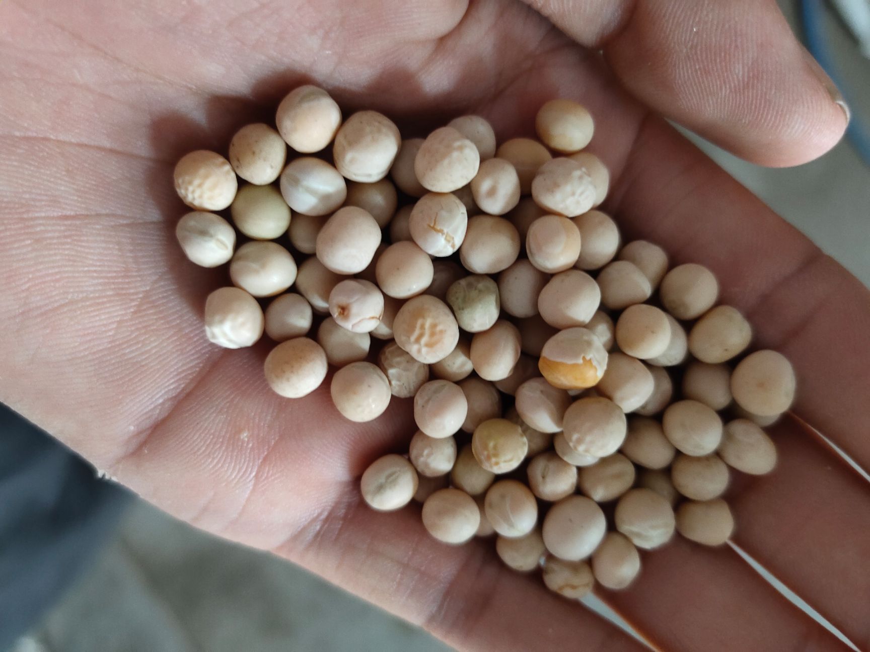 豌豆 干豌豆 食品豌豆 白豌豆 鸽粮 质量好 价格美