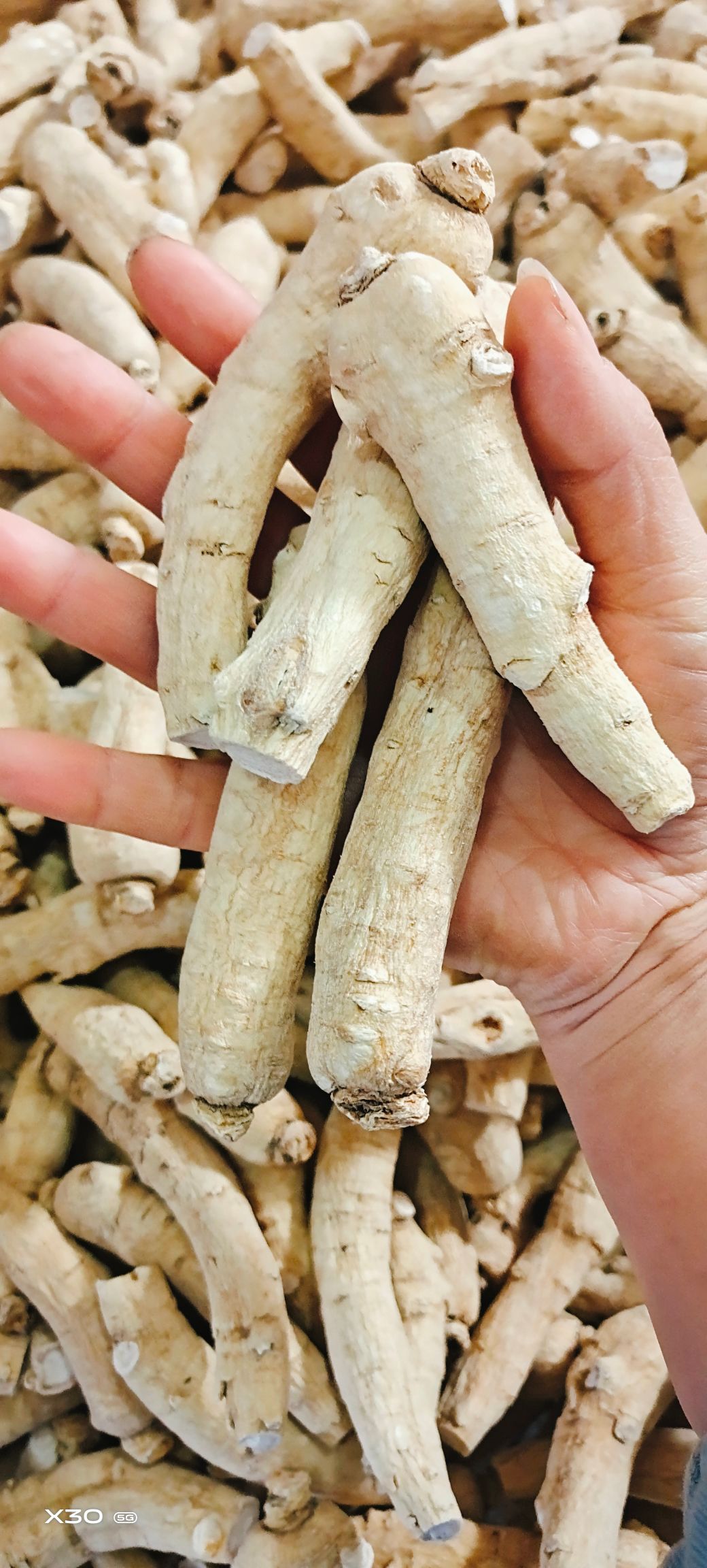 西洋参大货16头/斤 20头/斤 25头/斤 30头/斤