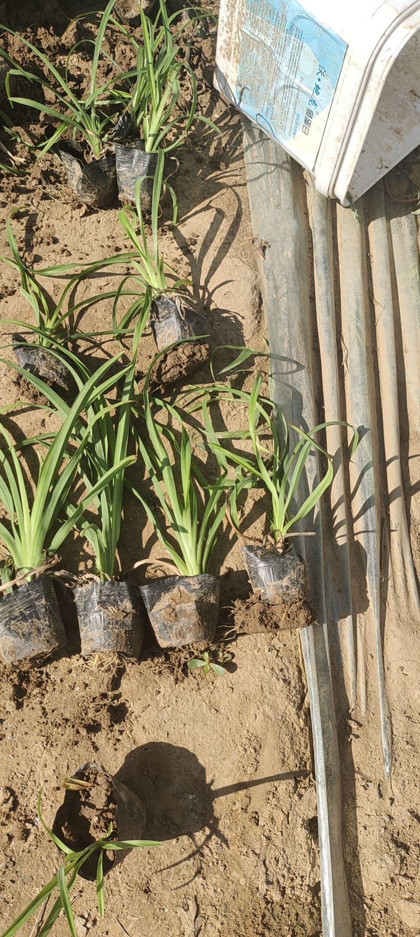 大花萱草  各种高度都有，需要的联系