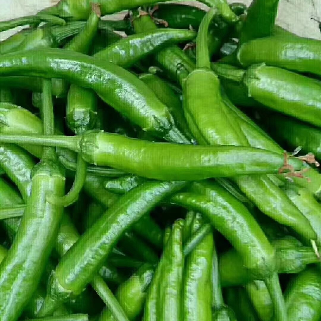 樟树港辣椒，樟树特产，湖南特产，生态椒，精品椒