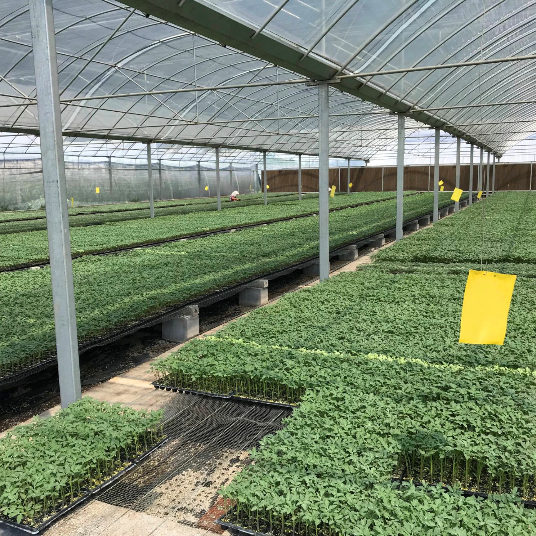 螺丝辣椒苗  螺丝椒苗 陇椒苗 大果高产 抗病强易管理  提