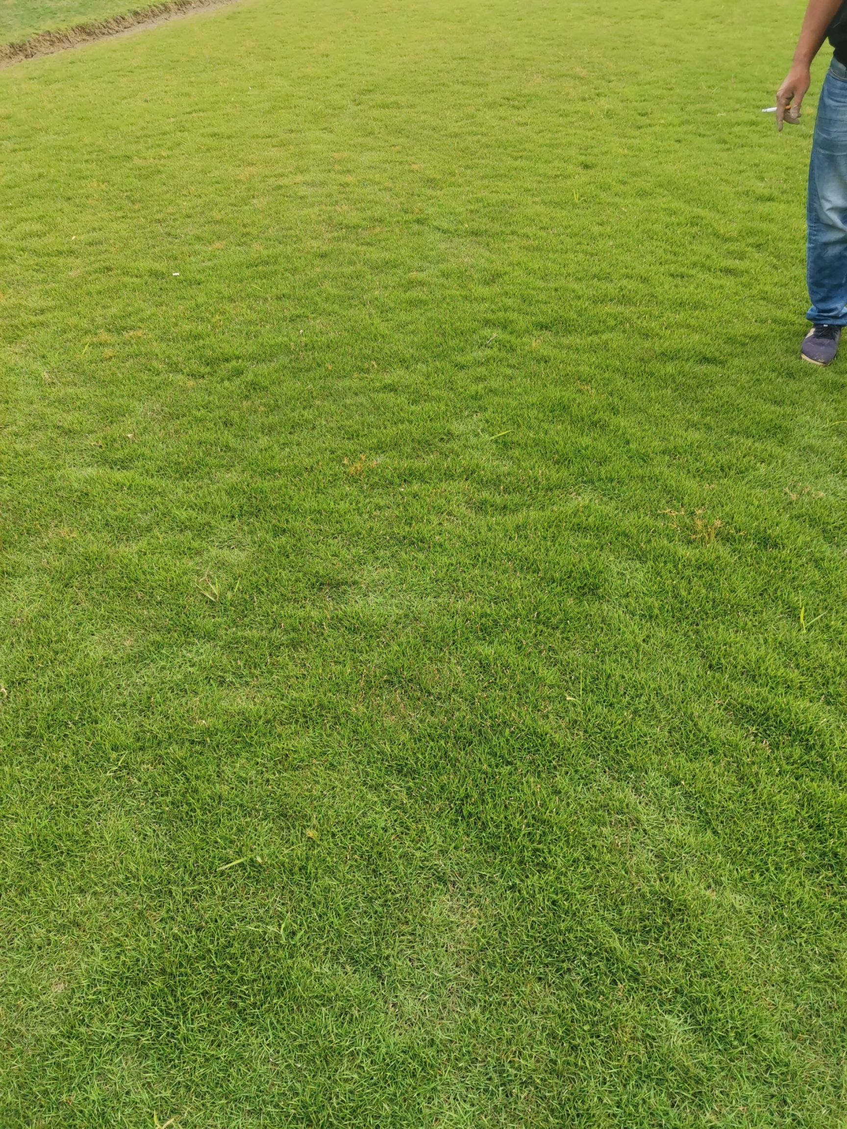 草  大量出售卷.草块.大叶油草