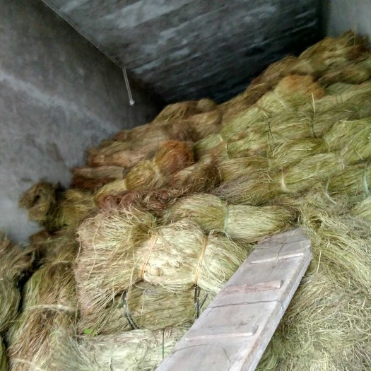 大竹县苎麻  手工苎麻  优质手工苎麻