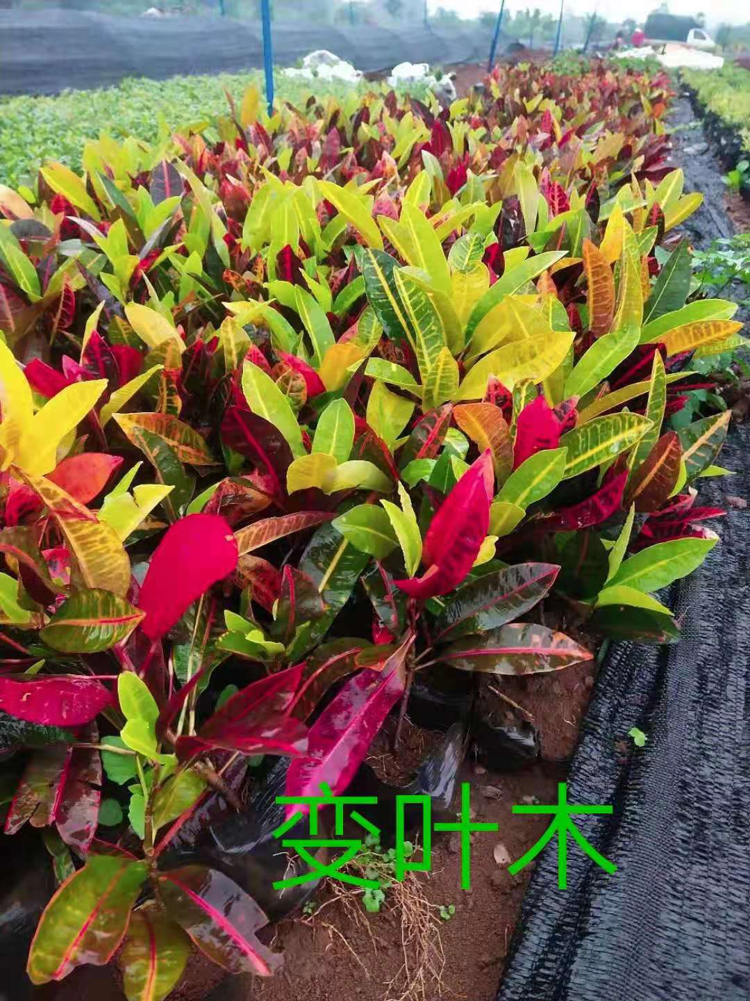 七彩马尾铁盆栽 