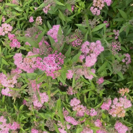 沭阳县地被月季  绿化苗木 ；挺院花卉；盆景；盆景素材；地被护坡苗木
