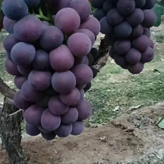 聊城葡萄基地腾稔葡萄大量上市，有需要的老板联系我