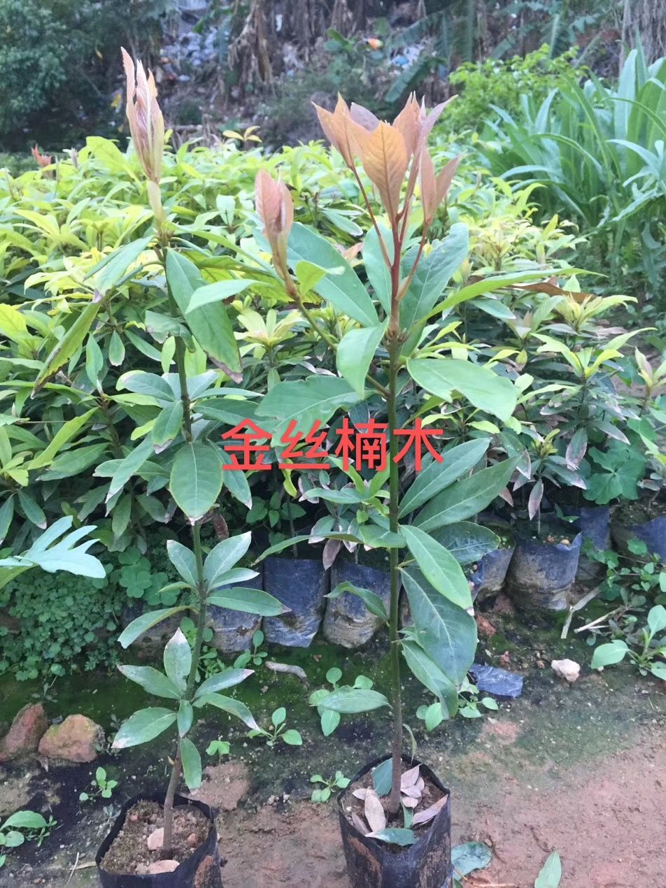 金丝楠苗 金丝楠木