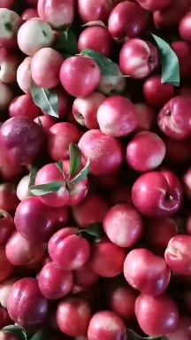 中油16、18油桃 产地直供代发代收