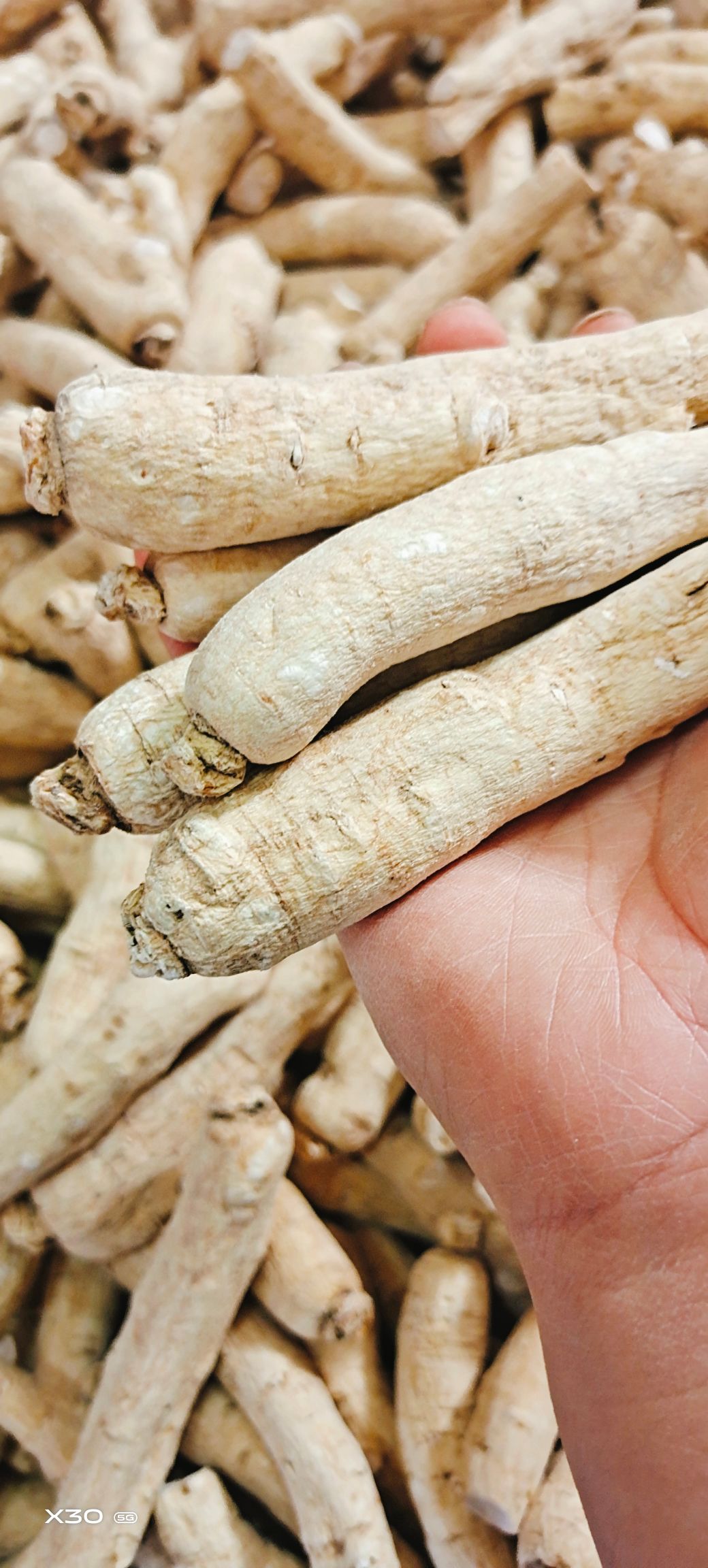 西洋参大货16头/斤 20头/斤 25头/斤 30头/斤