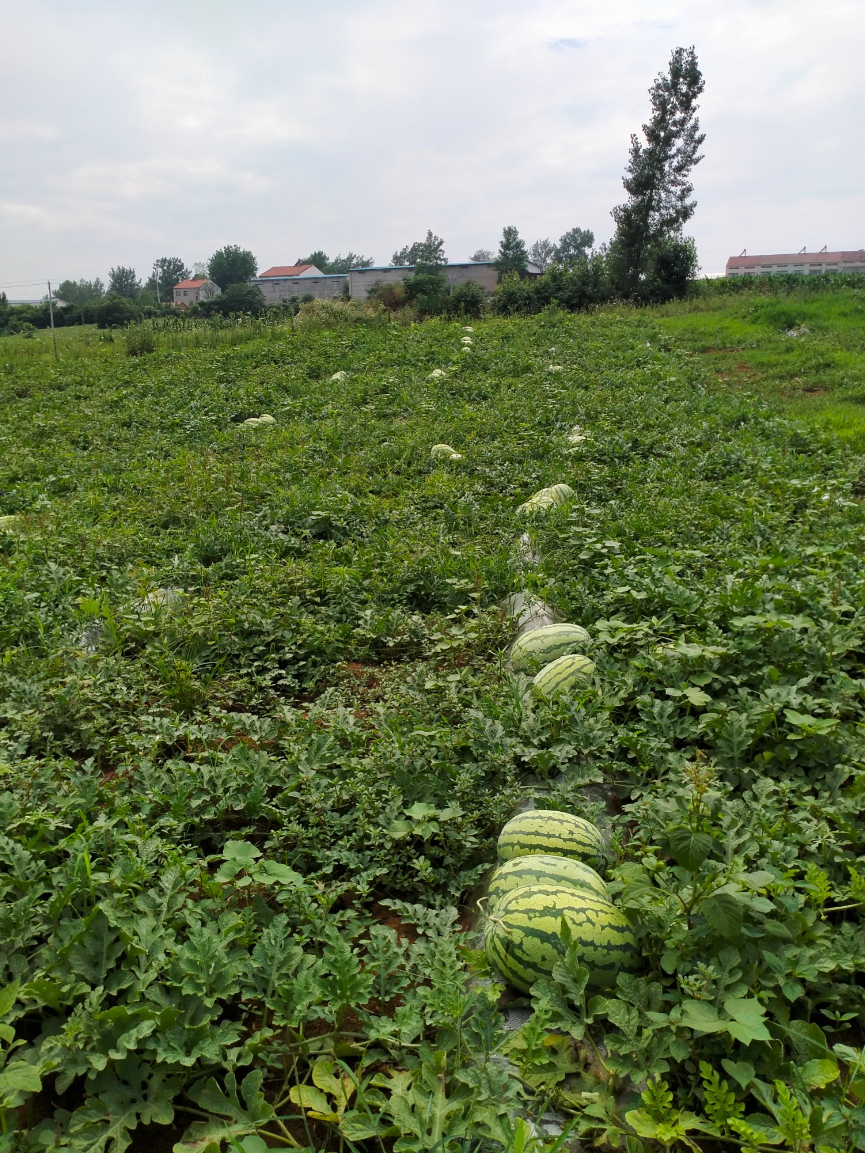 金城5号西瓜 湖北省襄阳市宜城市 1茬