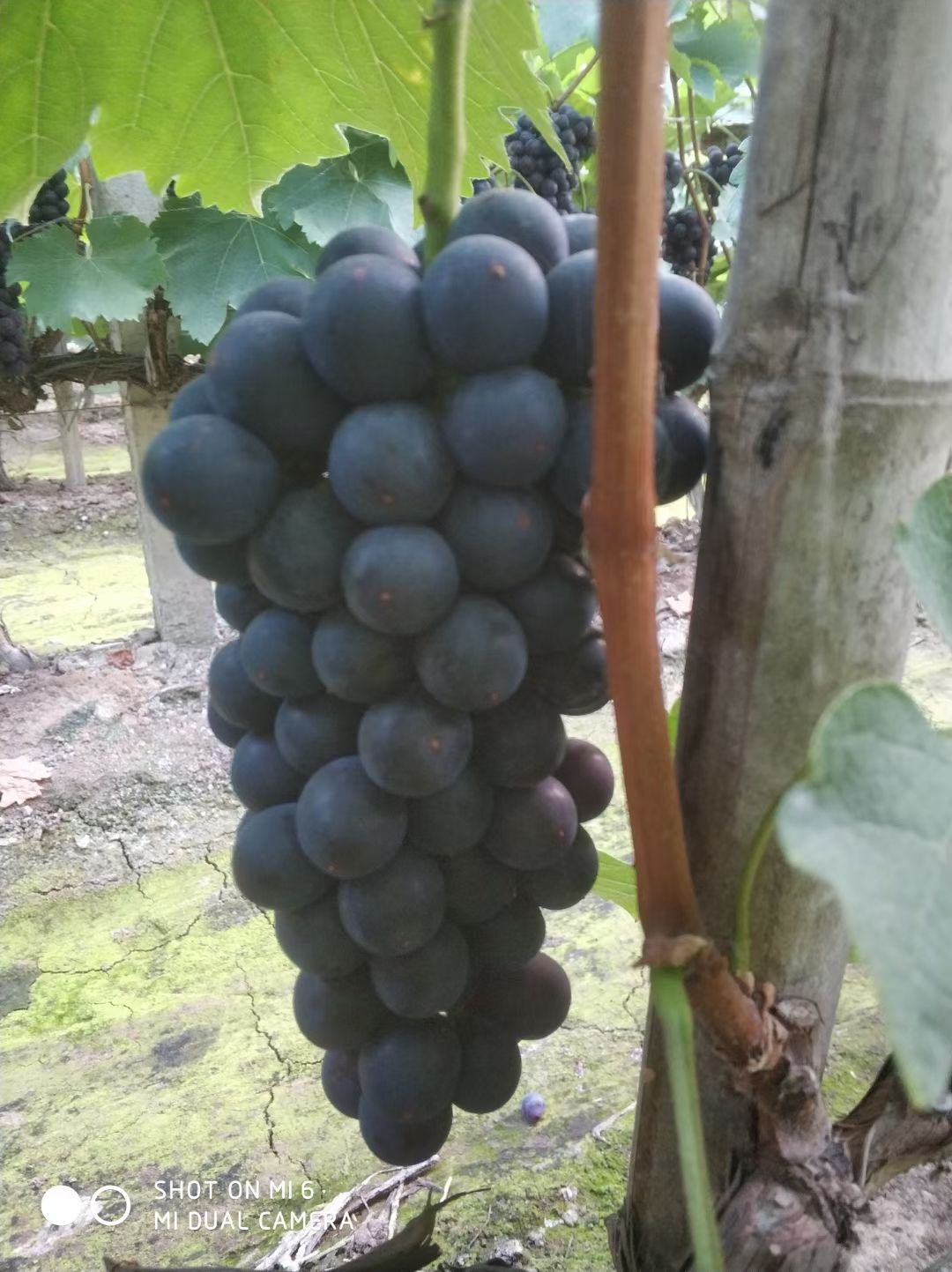 夏黑葡萄 精品夏黑葡萄 黑提葡萄 代收代办河北晋州产地