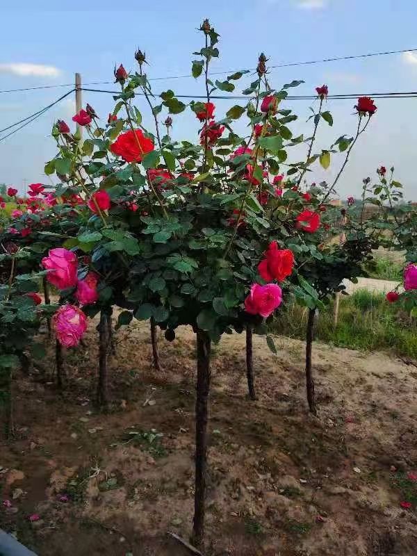 树状月季 树桩月季